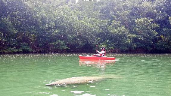 Manatee Season Guided Paddle Tour from Virginia Key