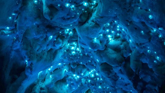 凱恩斯天空之城+螢火蟲夜遊【中文丨帕羅尼拉公園丨阿瑟頓高原】