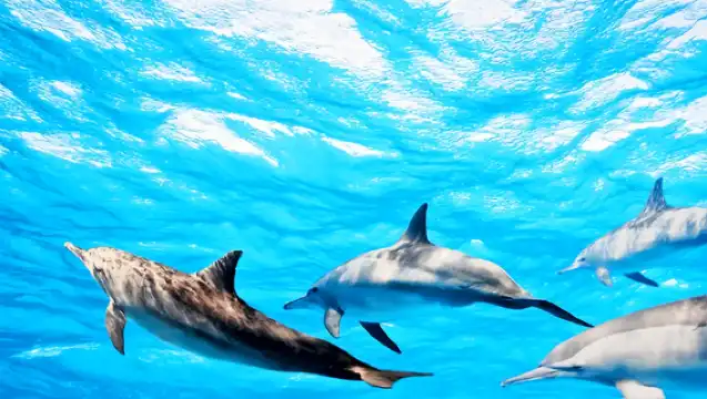 悉尼史蒂芬港海豚巡游+安娜灣滑沙一日遊【酒店接送/中文服務】