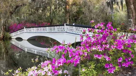 Magnolia Plantation Admission & Tour with Transportation from Charleston