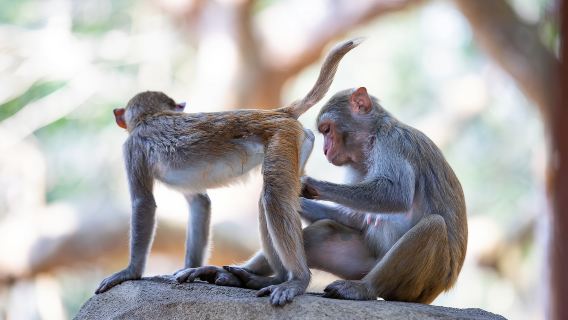 分界洲島+南灣猴島+呆呆島一日遊【專車上門接送不包括景區門票】