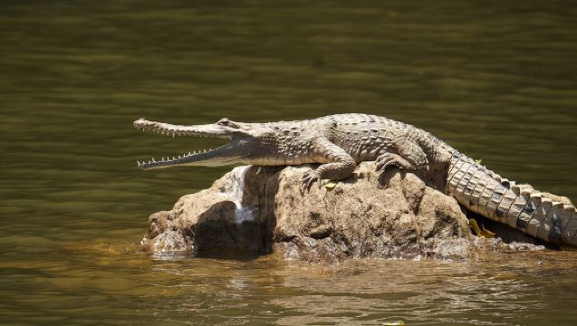 Kuranda Riverboat Sightseeing Cruise