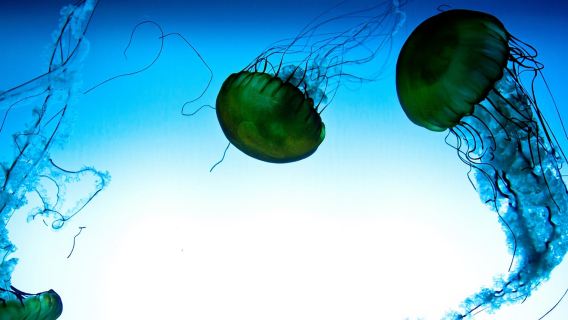 Quebec: Aquarium du Quebec Entry Ticket