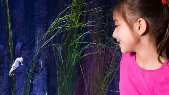 Eintrittskarte für SEA LIFE Konstanz