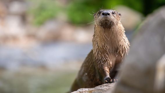 Montreal: Tiket Masuk Zoo Ecomuseum