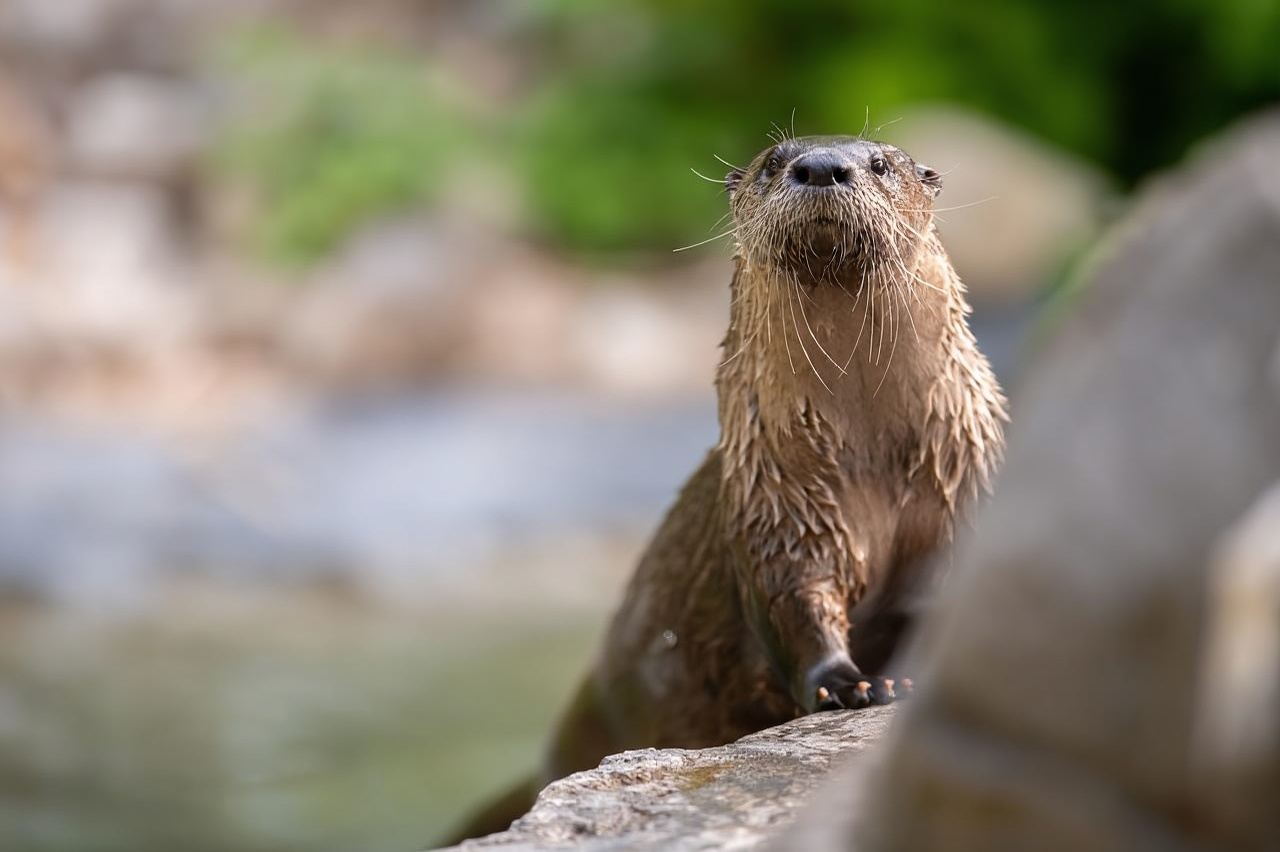 Montreal: biglietto d'ingresso allo zoo dell'Ecomuseo