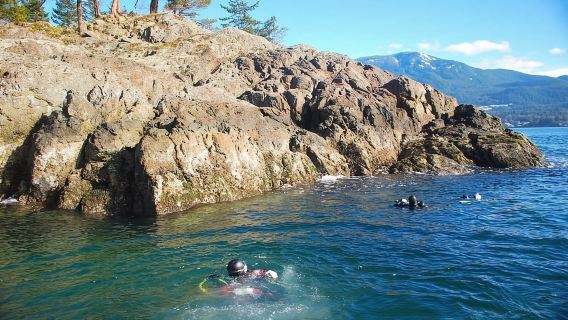 Ванкувер: погружение с лодки для сертифицированных дайверов