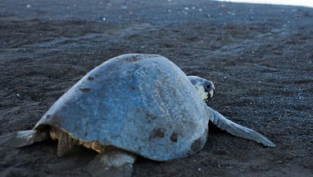 Tortuguero: Paquete de tour en canoa y anidación de tortugas