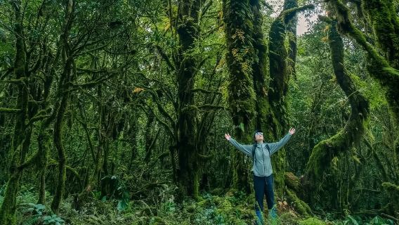 騰衝高黎貢山一日遊【毛毛球原始森林/3-9公里】