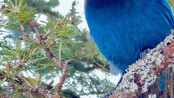 Gita di un giorno a Banff Town, Lake Louise, Moraine, Emerald e Canyon