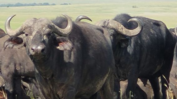 Shimba hills tropical rain forest day trip