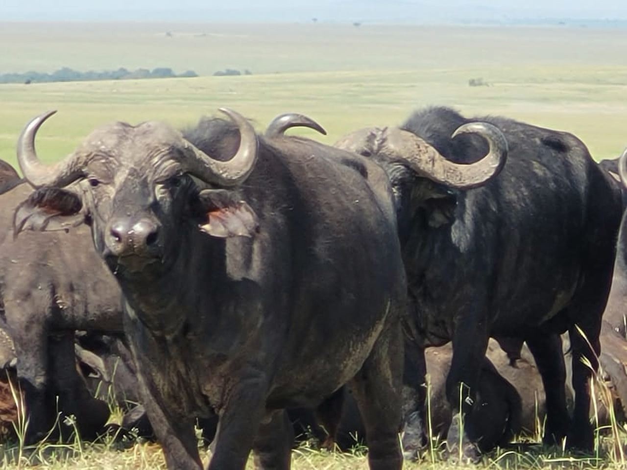 Shimba hills tropical rain forest day trip