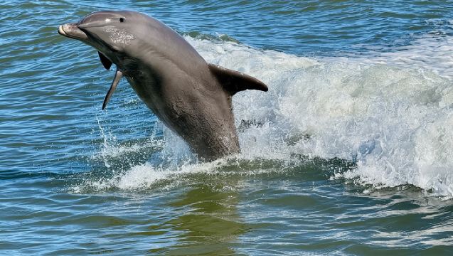 Dolphin Watch Eco Shelling Cruise to Keewaydin Island