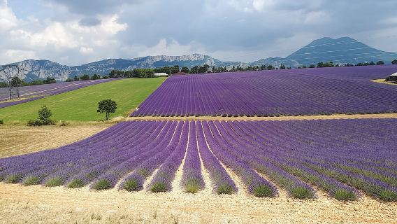 Lavender Morning Tour Valensole 