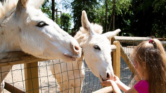 Leolandia Park: Vé vào cổng ngày mở