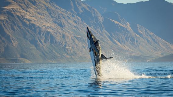 Pengalaman 15 Minit bot laju Queenstown Shark