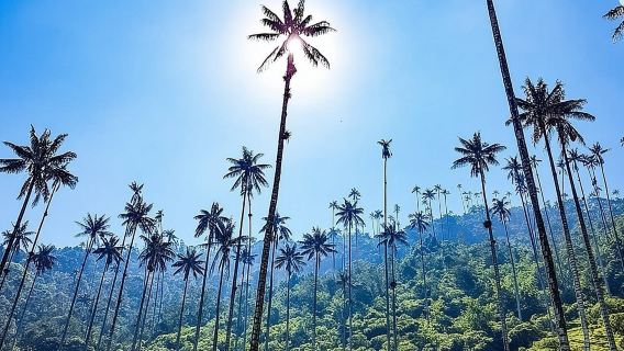 Cocora, Salento dan Pengalaman Kopi