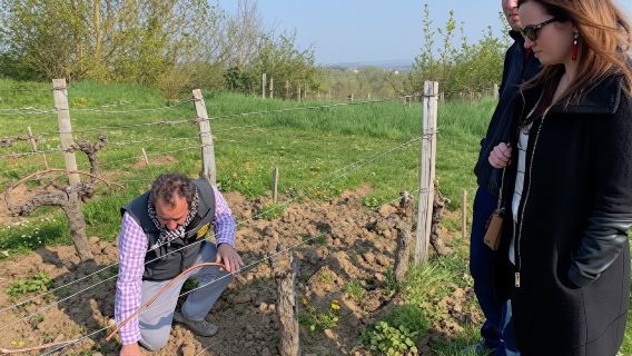 Visitas guiadas a bodegas del Loira en inglés con salida desde Chinon