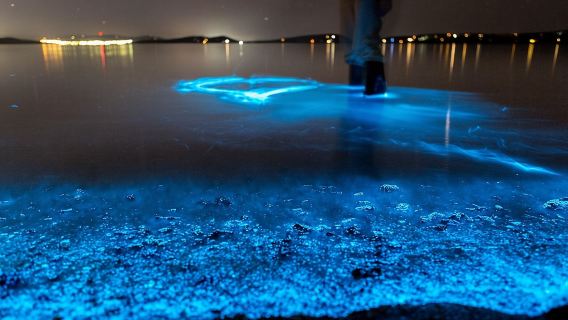 Excursion en kayak pour observer la bioluminescence en Floride (Titusville)