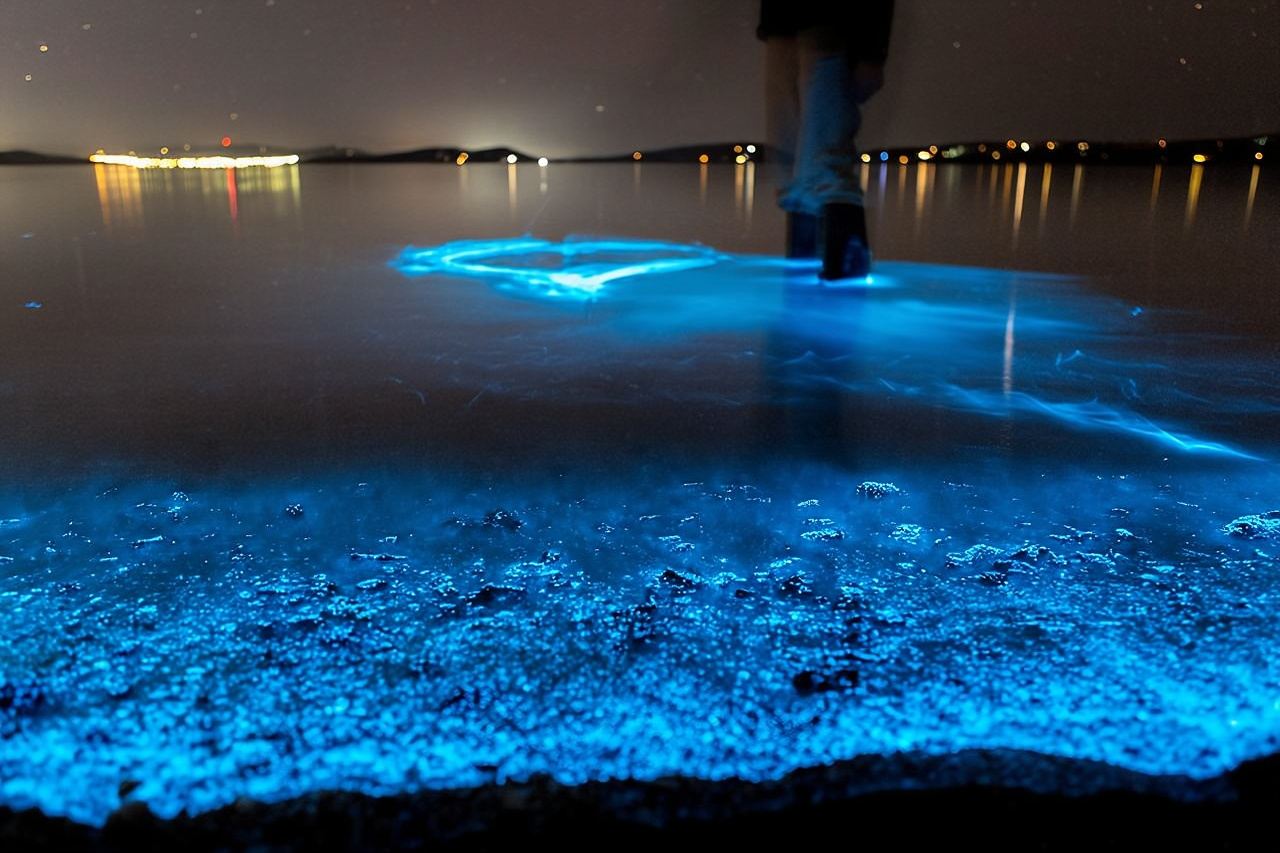 Excursión en kayak para observar la bioluminiscencia en Florida (Titusville)