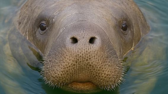 EcoTour autoguiado: Kayaks transparentes/estándar - Bonita Springs