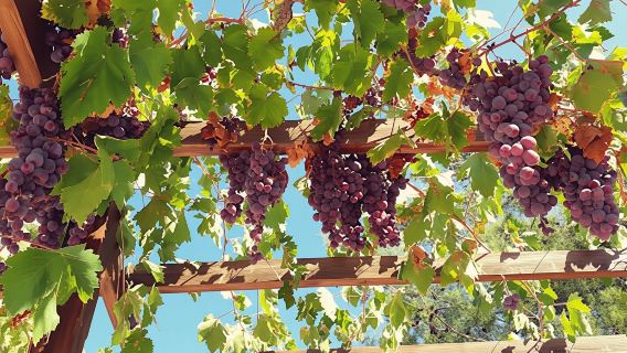 Perkampungan pergunungan Troodos dan kilang wain lawatan dengan rasa