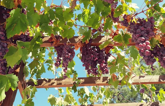 特羅多斯山區村莊及酒莊導賞團連品酒體驗