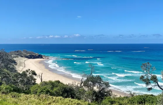 從布里斯本出發的北斯特拉德布羅克島野生動物探險之旅