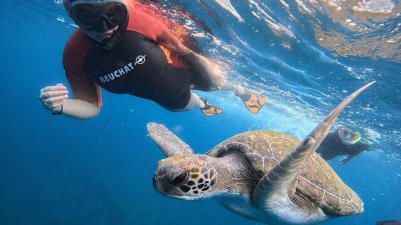 Snorkeling and Boat Tour in a Turtle Area