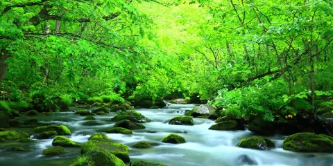 日本岩手出發:小岩井農場+龍泉洞+宮澤賢治童話村+中尊寺包車