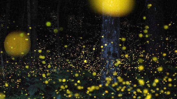 沙巴亞庇kawa紅樹林螢火蟲一日遊【真Kawa·黃牆紅字版】