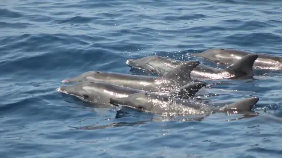 Dolphin and Whales watching cruise from Puerto Rico de Gran Canaria