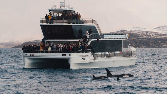 Tur menonton paus senyap dengan perahu