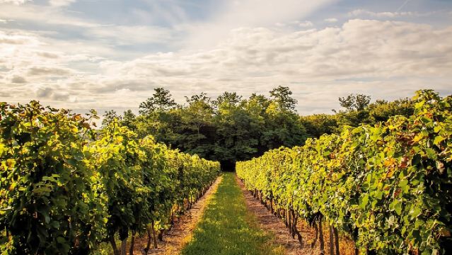 Médoc Region Half-Day Wine Tour with Winery Visit & Tastings from Bordeaux