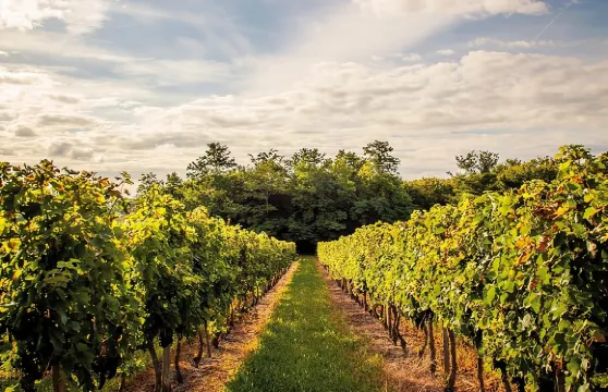 波爾多梅多克地區半日葡萄酒之旅（含酒莊參觀及品酒）