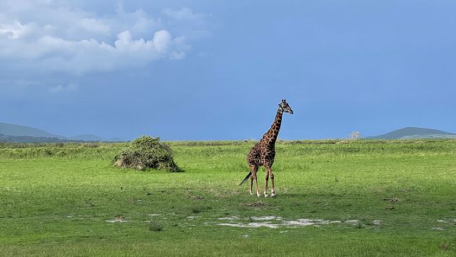 阿卡蓋拉野生動物一日遊