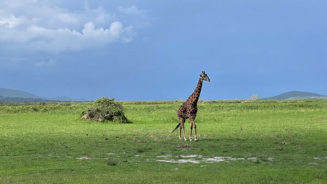 Safari d'une journée dans la réserve faunique d'Akagera