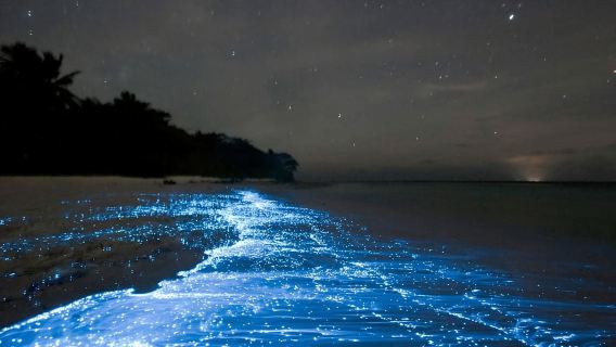 Titusville: Bioluminescent Kayaking Tour
