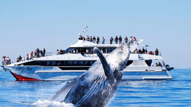 Brisbane: Walbeobachtungstour mit Mittagessen