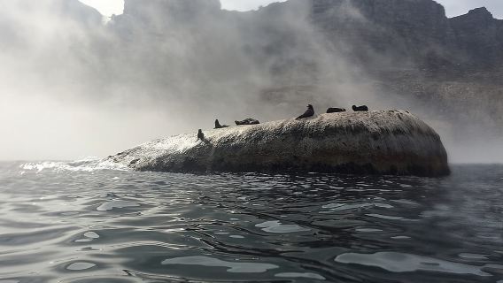 Cape Town: Chuyến tham quan Marine Big 5 Ocean Safari từ V&A Waterfront