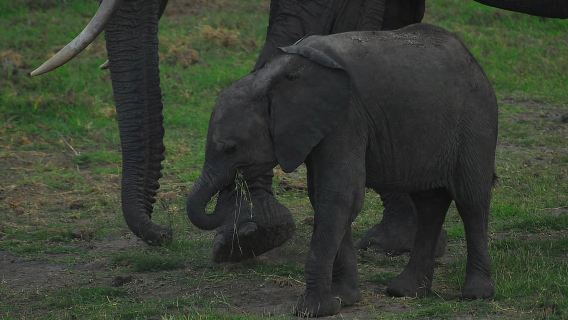 From Nairobi: Day Trip to Amboseli National Park