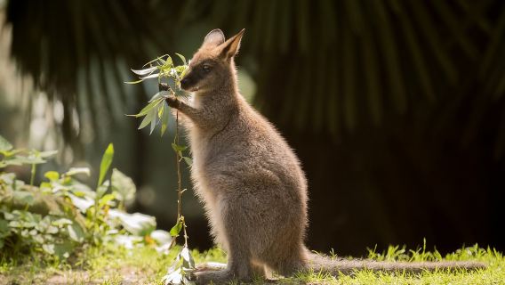 Zoo al Maglio: 1-Day Ticket for the Jungle of Ticino