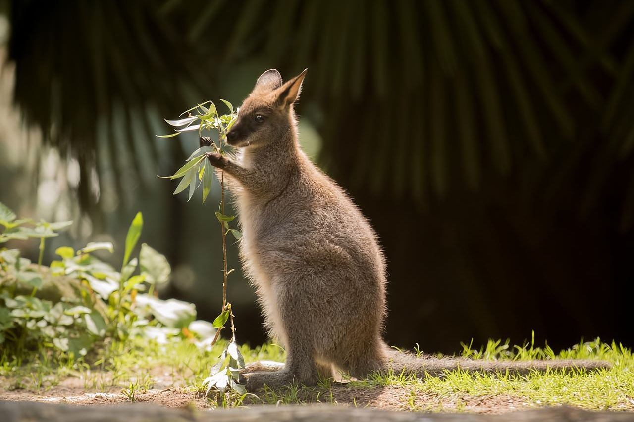 Zoo al Maglio: Biglietto Giornaliero per la Giungla del Ticino