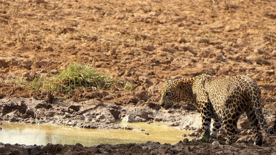 Tangalle/Hiriketiya: Udawalawa Safari & Elephant Transit Hom