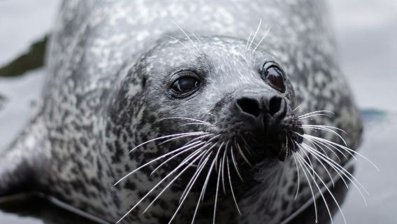 Harderwijk: Dolfinarium Entry Ticket