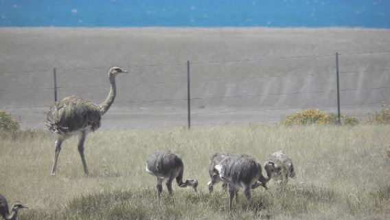 Peninsula Valdes: Shore excursion for cruise passengers