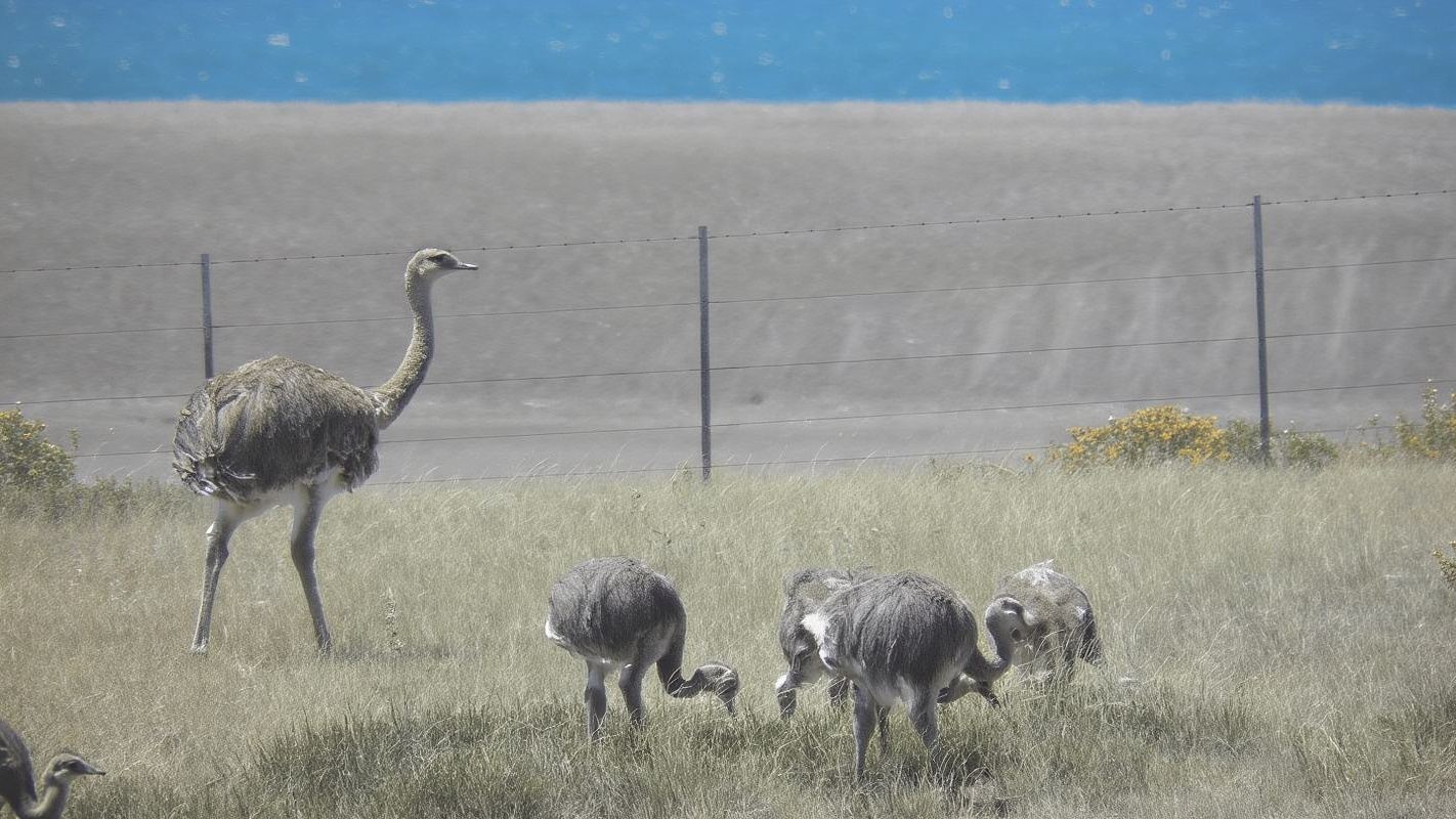คาบสมุทร Valdes: ทัศนศึกษาชายฝั่งสำหรับผู้โดยสารเรือสำราญ
