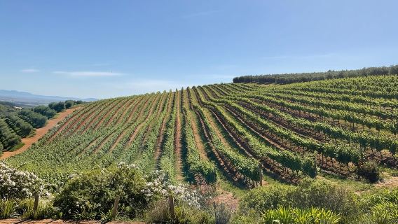 Cape Town Sehari Penuh Cheetah Outreach & Lawatan Persendirian Winelands