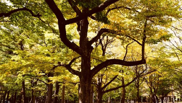 日本小樽運河+八音盒博物館【中文司機/可訂多日】