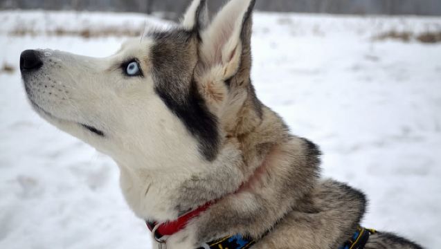 From Rovaniemi: 5km passenger Husky Sleigh Ride